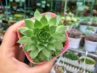 Sen đá Phật bà size 3cm