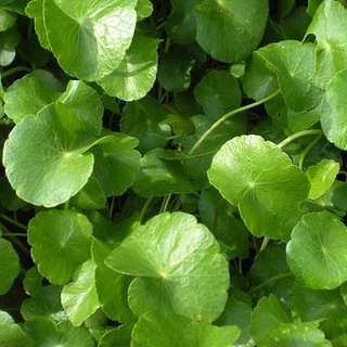 Hạt Giống Rau Má gói 1gram