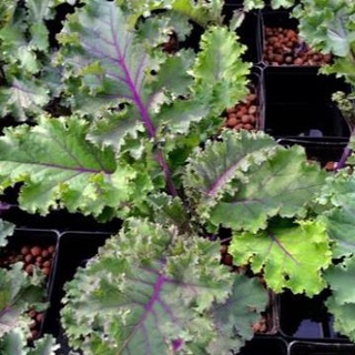 hạt giống cải kale tím 50 hạt