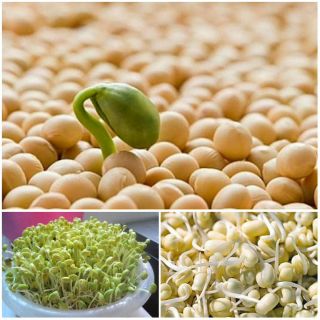 Hạt Giống Mầm Đậu Nành 100gr _ Giống Đã Qua Xử Lý Loại Bỏ Mầm Bệnh