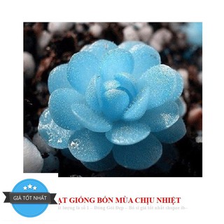 68A Hạt giống Sen đá Kim Cương (20 hạt)