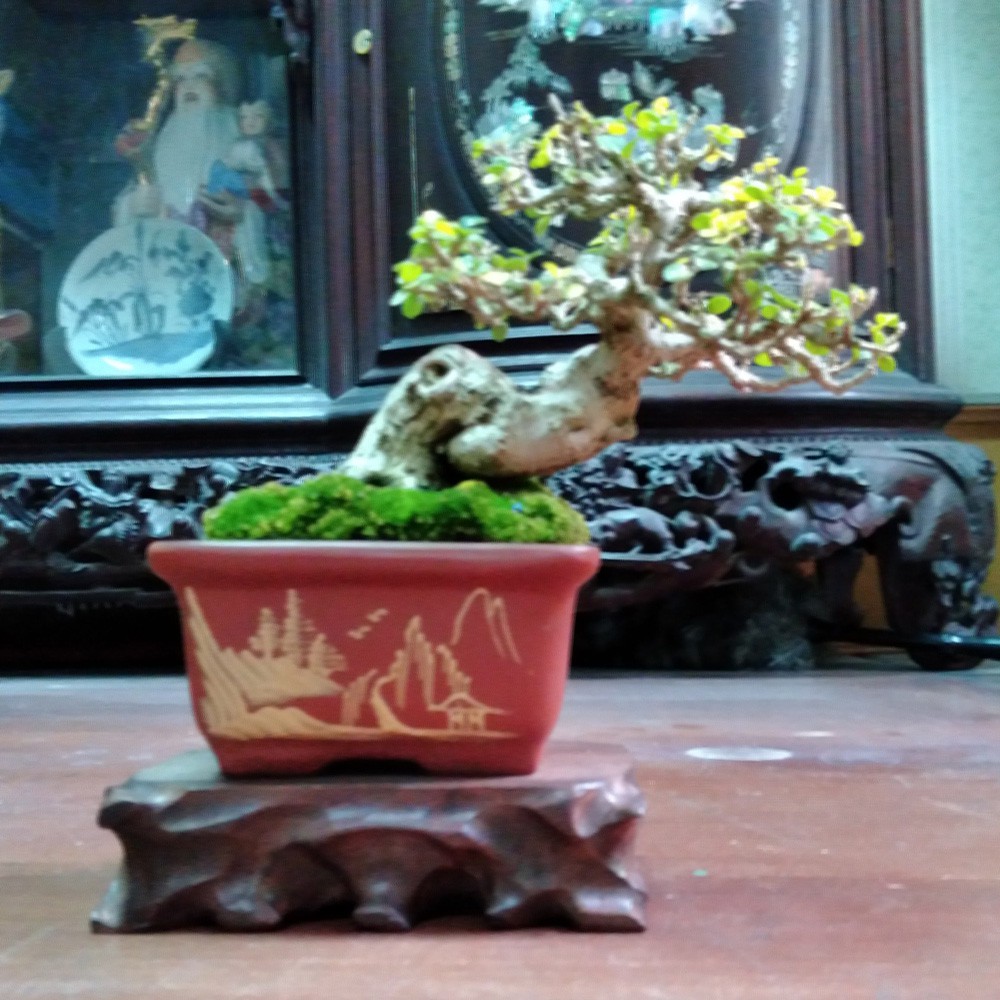 Kệ gỗ muồng hình chữ nhật đặt tượng, đôn kê bonsai mini-lọ hoa-cây cảnh