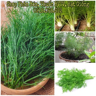 Hạt giống Rau Thì Là Tứ Quý TN. Mùi vị thơm ngon, sinh trưởng tốt.