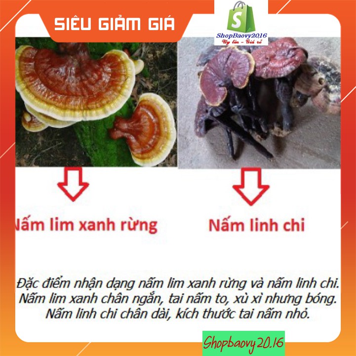 [FREE SHIP] 500g Nấm Lim xanh rừng Tây Bắc chuẩn rừng tự nhiên hỗ trợ bênh gout