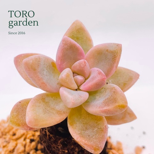 Sen đá pink gem Đà Lạt size mini cây cảnh trang trí nhà cửa Toro garden