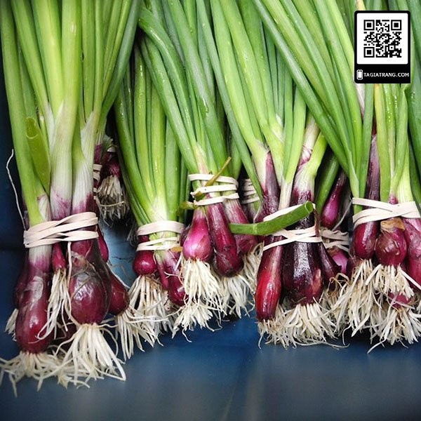 Hạt giống hành lá gốc tím