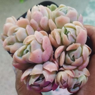 Sen đá hải ly hồng