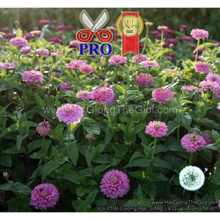 50h Hạt Giống Hoa Cúc Lá Nhám Giant Hồng Sáng F1Pro (TLB1| -KD: B36*X61*M197)
