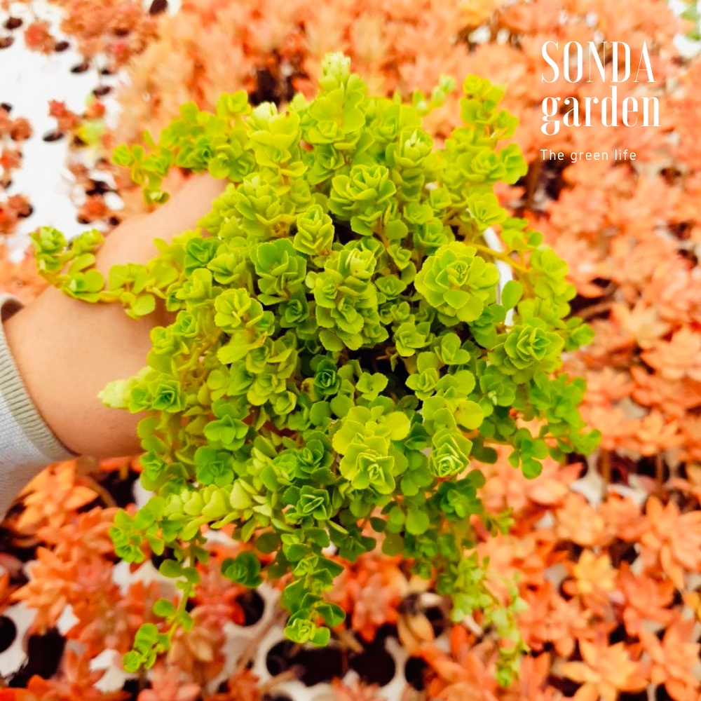 Cỏ sedum lục hà SONDA GARDEN size trung bình 10-12cm, cây cảnh trang trí nhà cửa, lỗi 1 đổi 1
