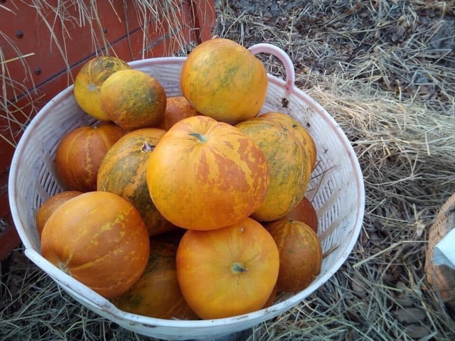 Hạt giống dưa bở tròn Honeymoon Thái Lan