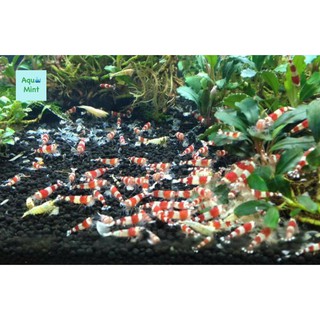 Thức Ăn Vi Sinh cho Tép Cảnh Bee Grows (15Gr)