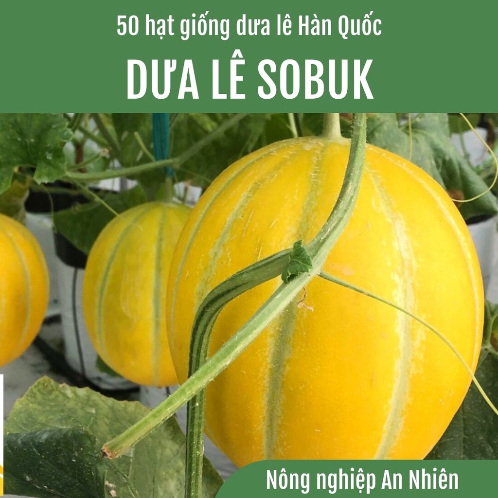 50 Hạt giống Dưa lê Hàn Quốc SOBUK lai F1 quả tròn ruột cam