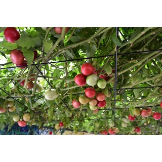 Hạt giống cà chua bạch tuộc