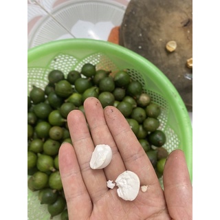 Mắc Ca Tươi