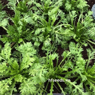 [Hạt giống Nhật Bản] Hạt Giống Cải Cúc, cải tần Ô Nhật - Tỷ lệ nảy mầm 95%