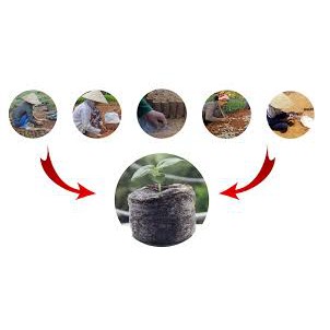 1 viên nén xơ dừa ươm hạt, ươm cây con tiện lợi, năng suất cao