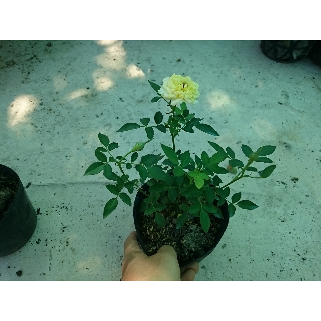 Cây Hoa Hồng Tỉ Muội Vàng - cây cảnh để bàn - caykiengsadec