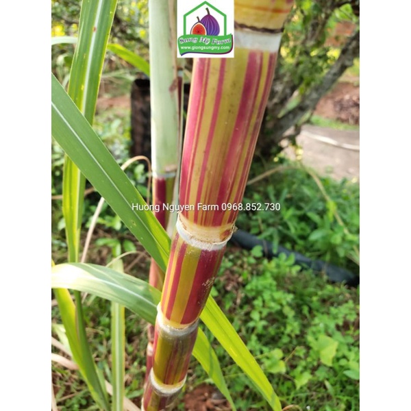 2Cành giống Mía sọc striped sugarcane 4-5mắt
