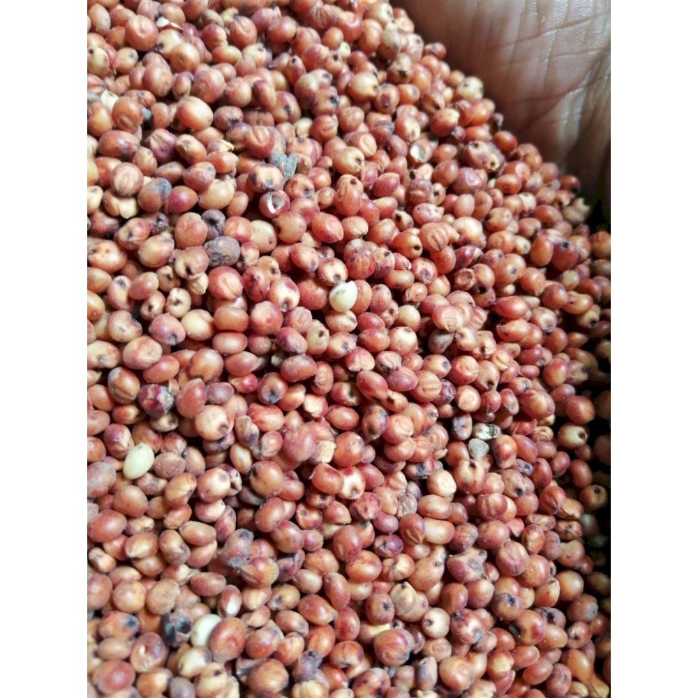 Hạt Bobo Đỏ dành cho gà đá, hạt trộn hamster  - Pet Food Store.