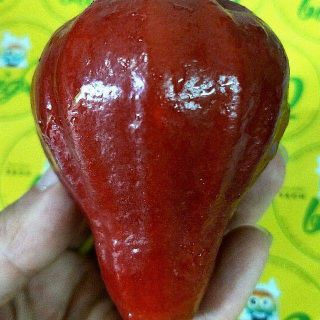 Cây roi đỏ An Phước