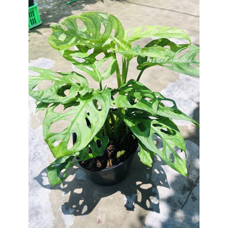 Trầu bà lá lỗ