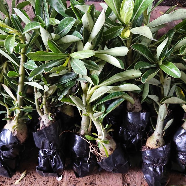 Cây giống Hoa Sứ Thái kép