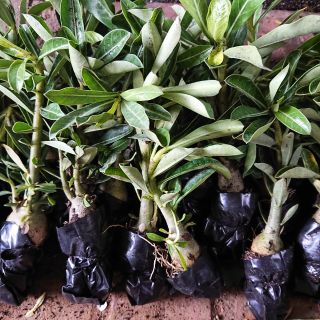 Cây giống Hoa Sứ Thái kép