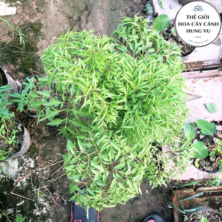 Cây đinh lăng trưởng thành cao 60cm .