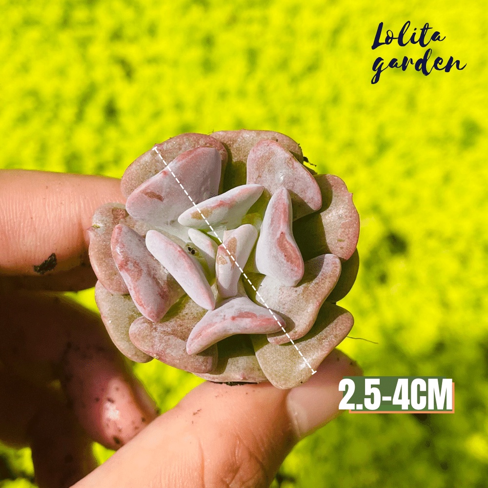 Sen đá cúc tím Đà Lạt size mini cây cảnh trang trí nhà cửa Lolita garden