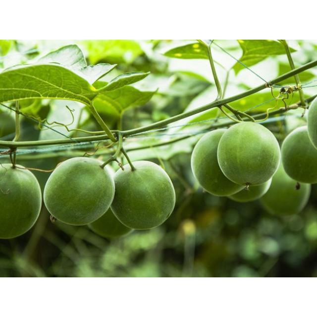 LA HÁN quả thức uống mát hầu họng, giảm ho hiệu quả