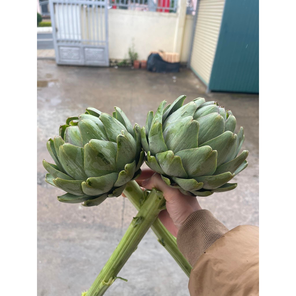 Bông Atiso (3-4 bông 1KG )