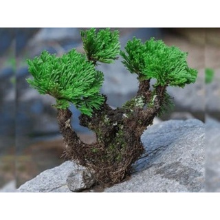 cây trường sinh thảo
