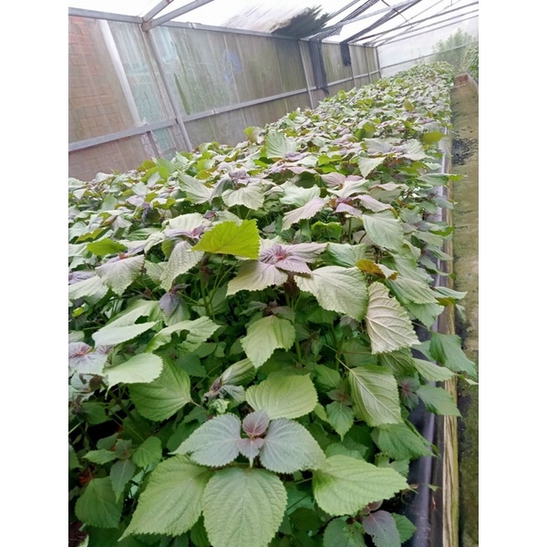 TRÀ TÚI LỌC TÍA TÔ NHÀ LÀM 100%