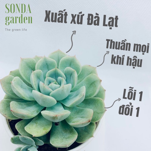 Sen đá liên đài trắng SONDA GARDEN size trung bình 10-12cm, xuất xứ Đà Lạt, khoẻ đẹp, lỗi 1 đổi 1