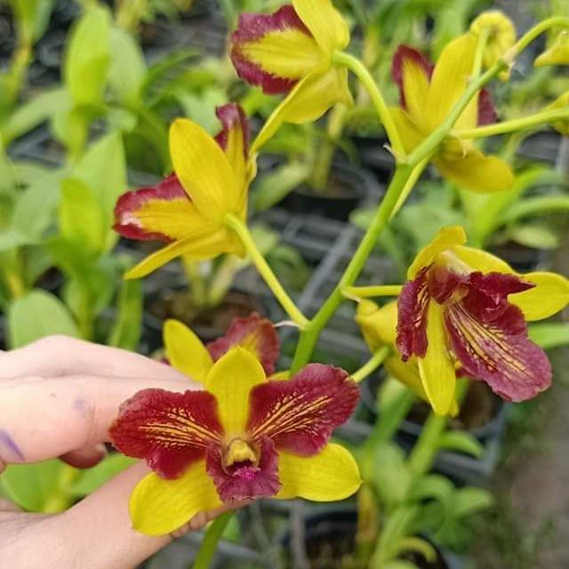 Hoa lan denro đột biến 3 lưỡi đỏ