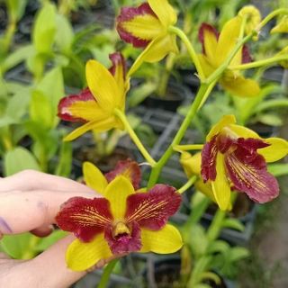 Hoa lan denro đột biến 3 lưỡi đỏ