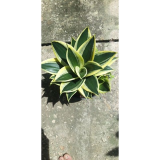Cây lưỡi hổ thái lùn búp sen