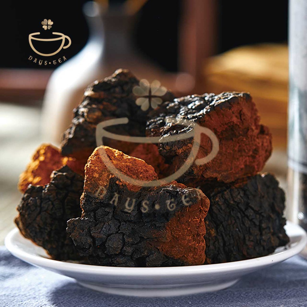 NẤM CHAGA 100G - HẠ ĐƯỜNG HUYẾT, GIẢM MỠ MÁU - Trà thảo mộc Daystea