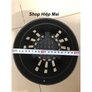 10 chậu đen trồng lan phi 21