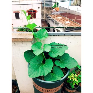 phân dơi nguyên chất (1 kg)
