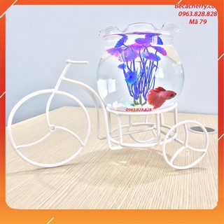 Bể cá cảnh mini xe đạp 79 ( Tặng kèm combo 03 phụ kiện trang trí )