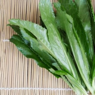 Hạt giống Rau Ngò Gai, Mùi Tàu RADO cao cấp dành cho gia đình, năng suất cao, dễ trồng