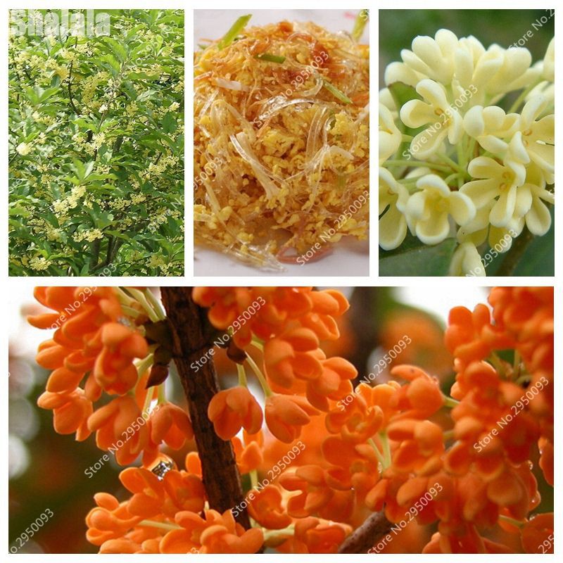 Hạt giống hoa Mộc Quế, hoa Mộc hương, mộc tê 10 hạt Osmanthus fragrans seeds