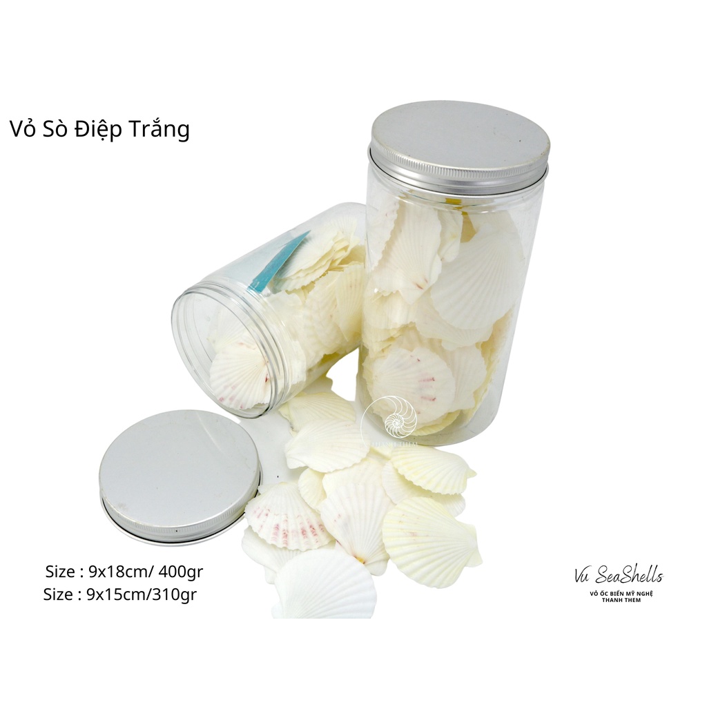 Vỏ Ốc Biển - Hủ Vỏ Sò Điệp Trắng - Dùng Trong Trang Trí - Decor Chụp Ảnh