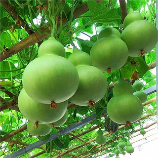 Hạt giống bầu hồ lô cao sản gói 10 hạt+ Tặng Kèm Hướng Dẫn Gieo Trồng
