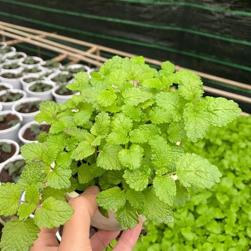 Cây giống Bạc Hà Sả Chanh (Lemon Balm)
