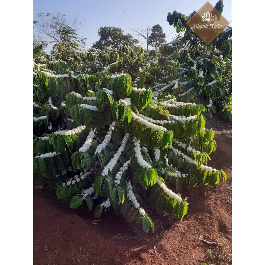 Mật Ong Nguyên Chất - Mật Ong Hoa Cà Phê Gia Lai