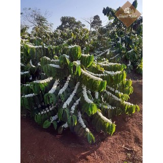 Cà Phê Robusta Rang Xay Nguyên Chất ( Túi 500g )