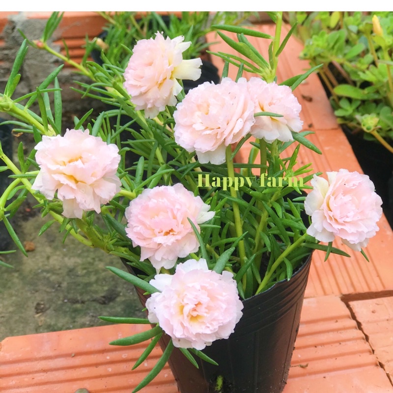 Chậu hoa mười giờ màu hồng nhạt baby dễ thương