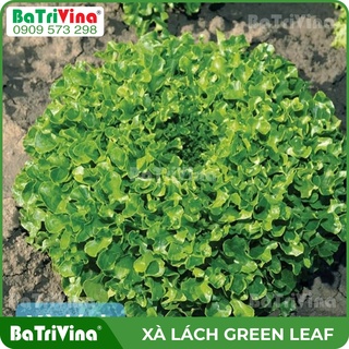 Combo 100 Hạt giống xà lách lá sồi Green Leaf giống hữu cơ mỹ Johnny Seeds màu xanh hấp dẫn với hương vị mềm ngọt